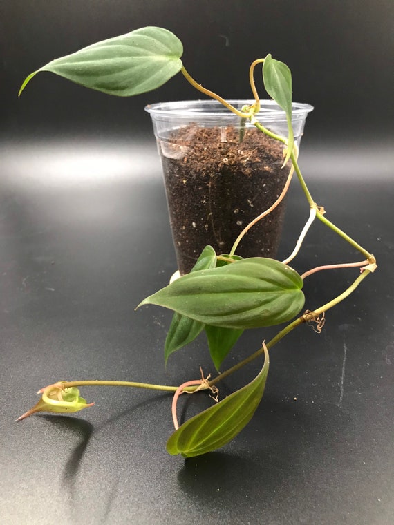 Philodendron Micans