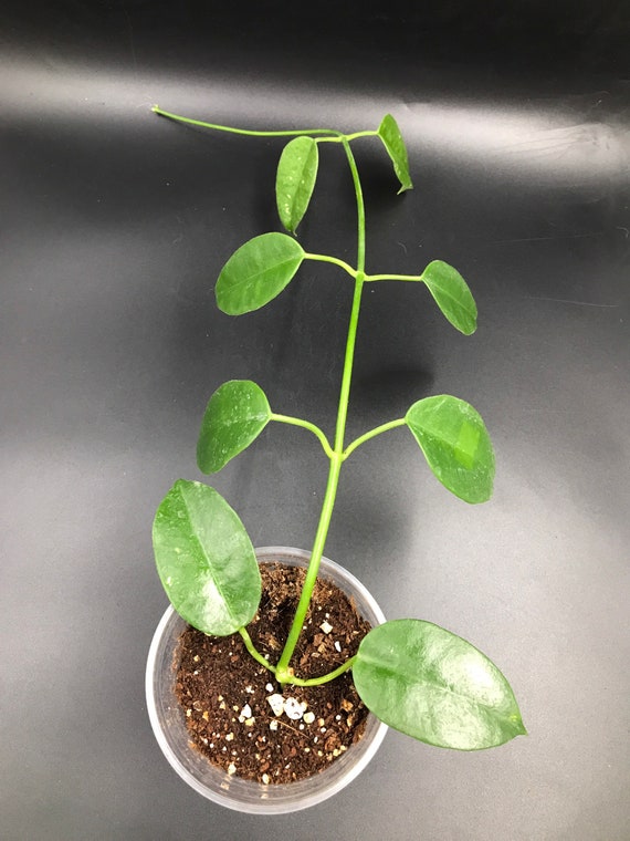 Hoya Ruthie