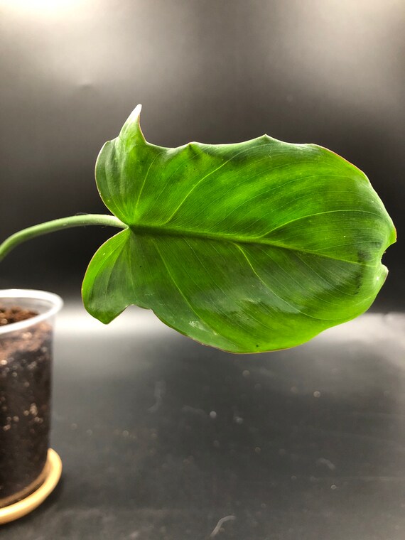 RARE PLANT: Philodendron Camposportoanum