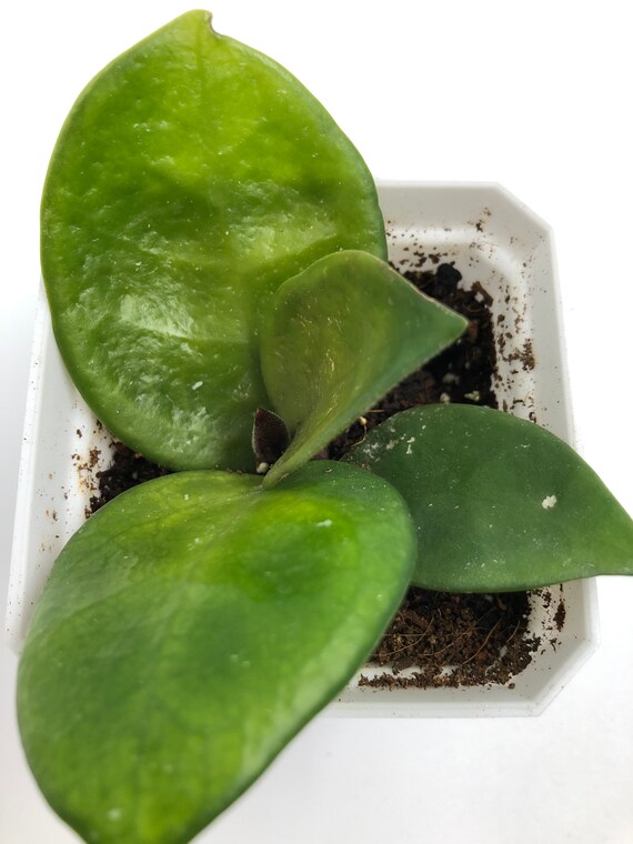 Hoya Chelsea