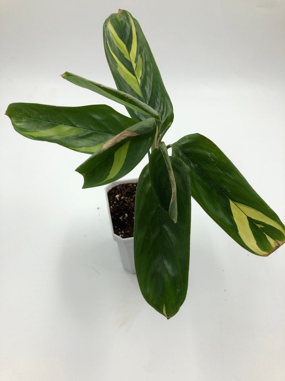 Ctenanthe Lubbersiana