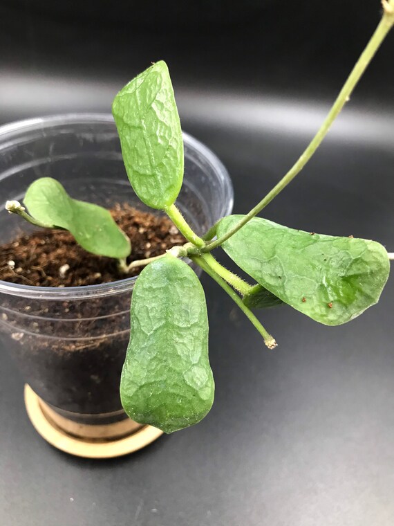 RARE HOYA: Hoya Rotudiflora