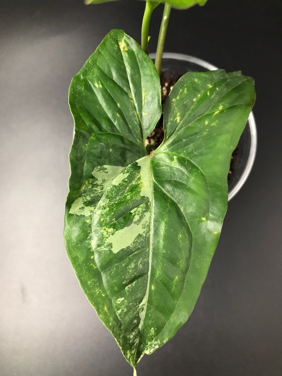 Syngonium Podophyllum ‘Albo Variegatum’