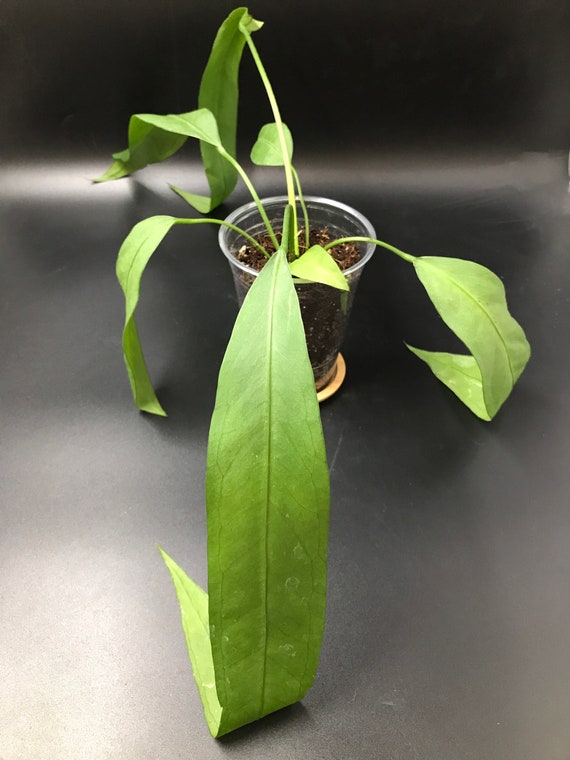 RARE PLANT: Anthurium Vittarifolium