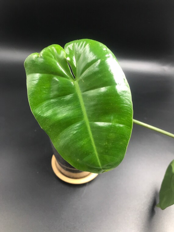 Philodendron Burle Marx