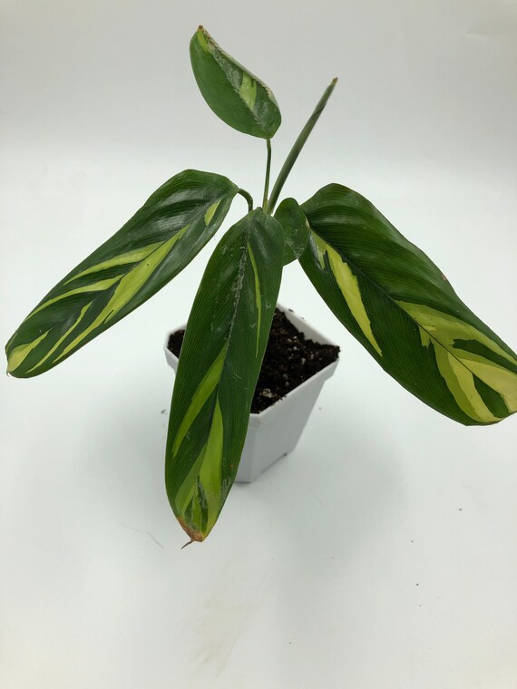Ctenanthe Lubbersiana