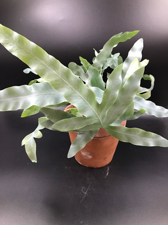 Blue Star Fern