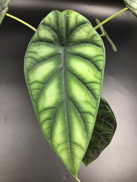 RARE PLANT: Alocasia Dragon Scale