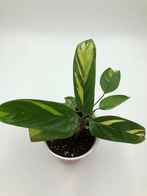 Ctenanthe Lubbersiana