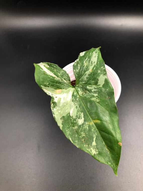 Syngonium Podophyllum ‘Albo Variegatum’