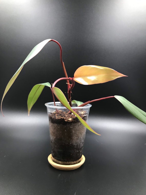 RARE PLANT: Philodendron Red Emerald