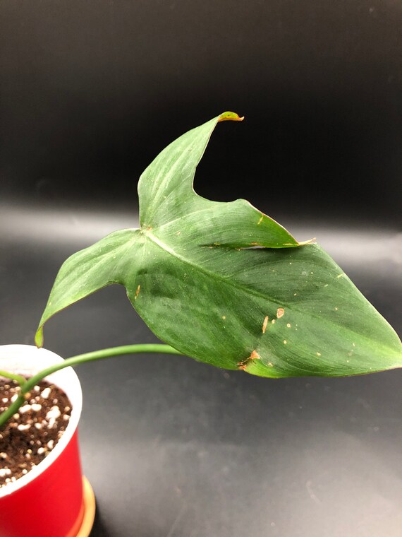 RARE PLANT: Philodendron Camposportoanum