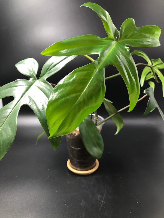Philodendron Florida Green