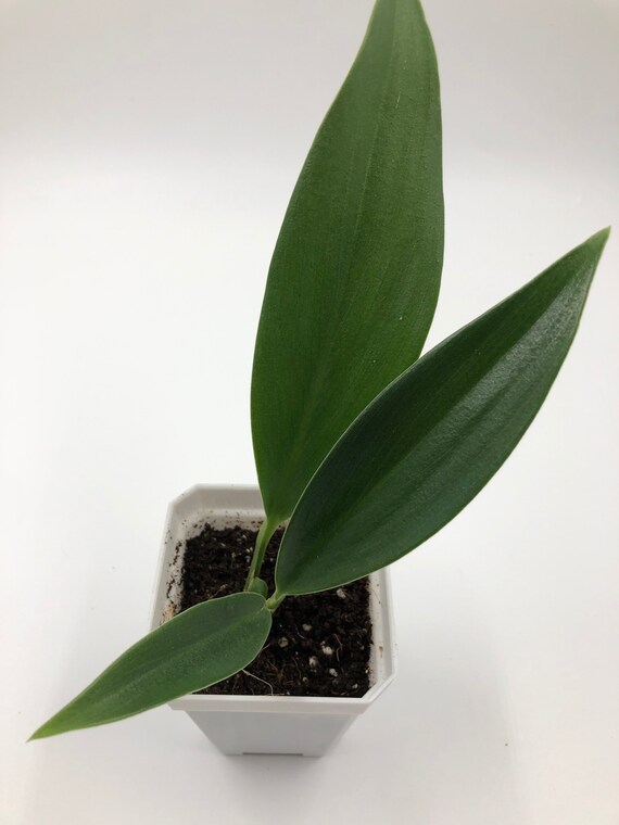 Philodendron Madagascar