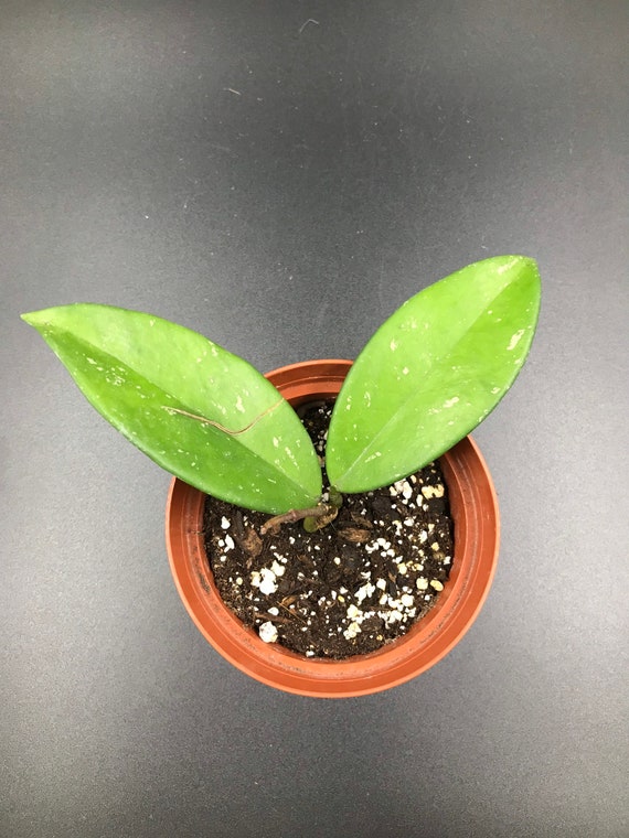 Hoya Pubicalyx - 4”