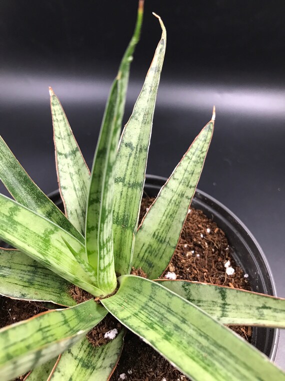 Sansevieria Silver Nymph