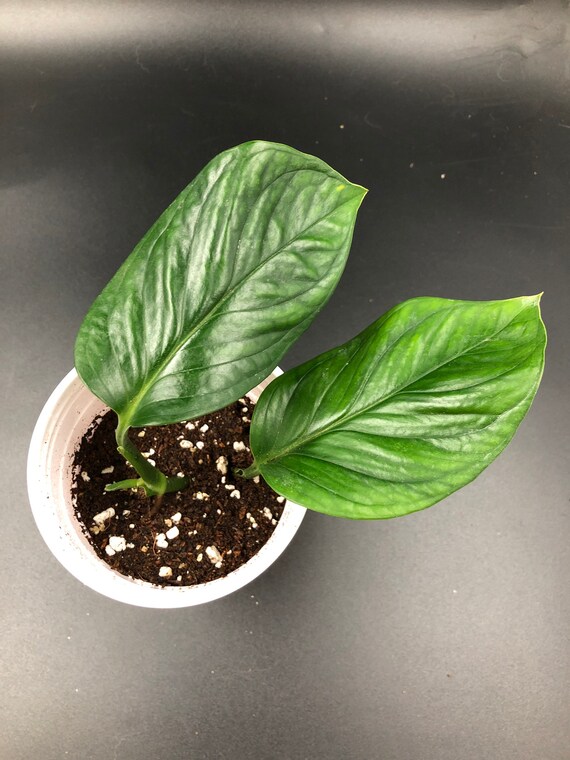 RARE PLANT: Monstera Pinnatipartita
