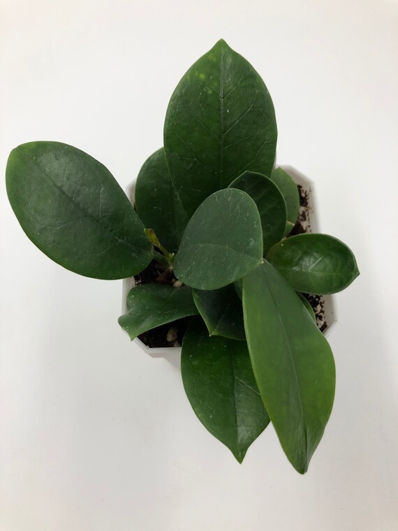 Hoya Australis