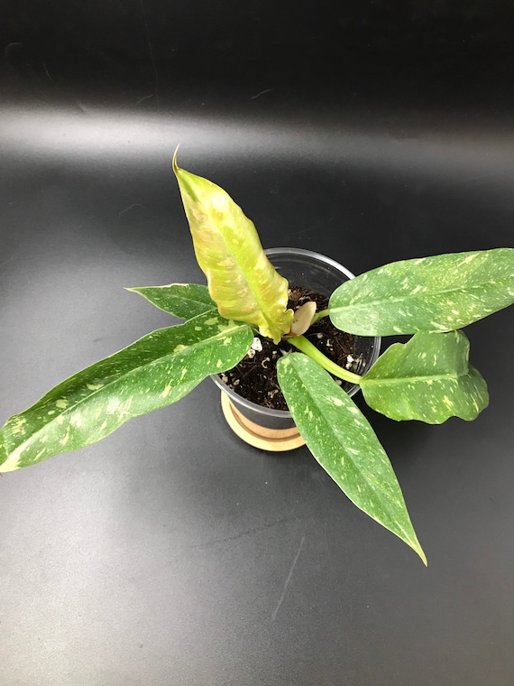 RARE PLANT: Philodendron Ring of Fire