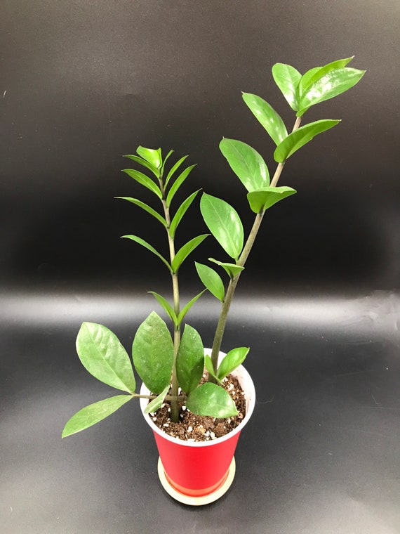 Zamioculcas Zamiifolia