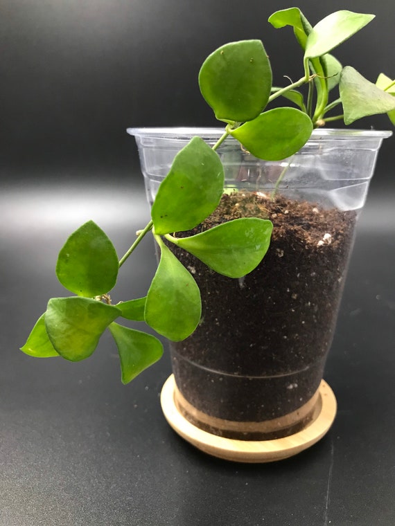 Hoya Heuschkeliana