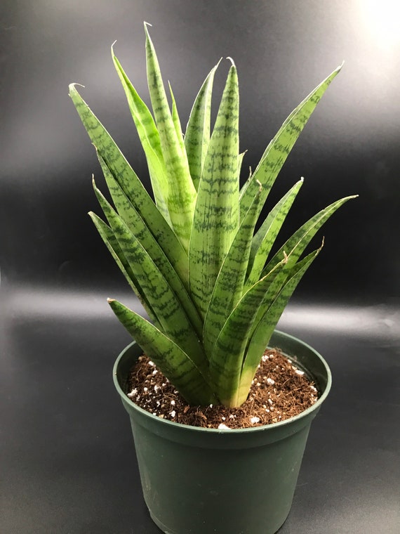 Sansevieria Tough Lady