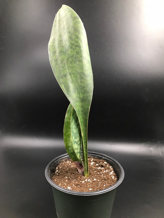 Whale Fin Snake Plant (Sansevieria Masoniana)