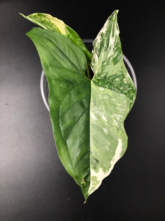 Syngonium Podophyllum ‘Albo Variegatum’