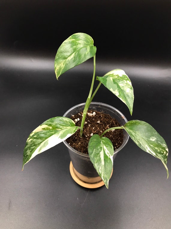 RARE PLANT: Epipremnum Pinnatum Variegated