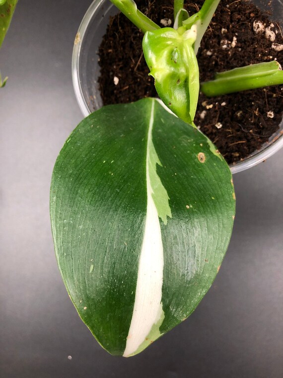 RARE PLANT: Philodendron White Wizard
