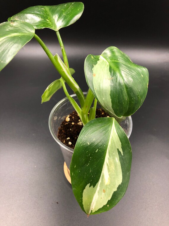 RARE PLANT: Philodendron White Wizard
