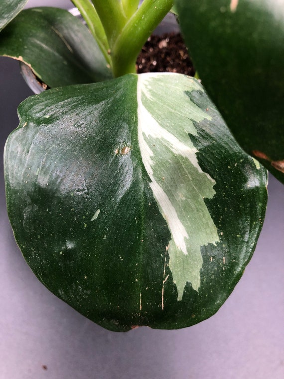 RARE PLANT: Philodendron White Wizard