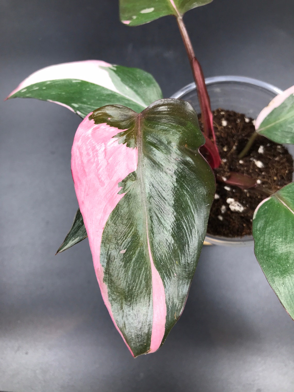RARE PLANT Philodendron Pink Princess Etsy