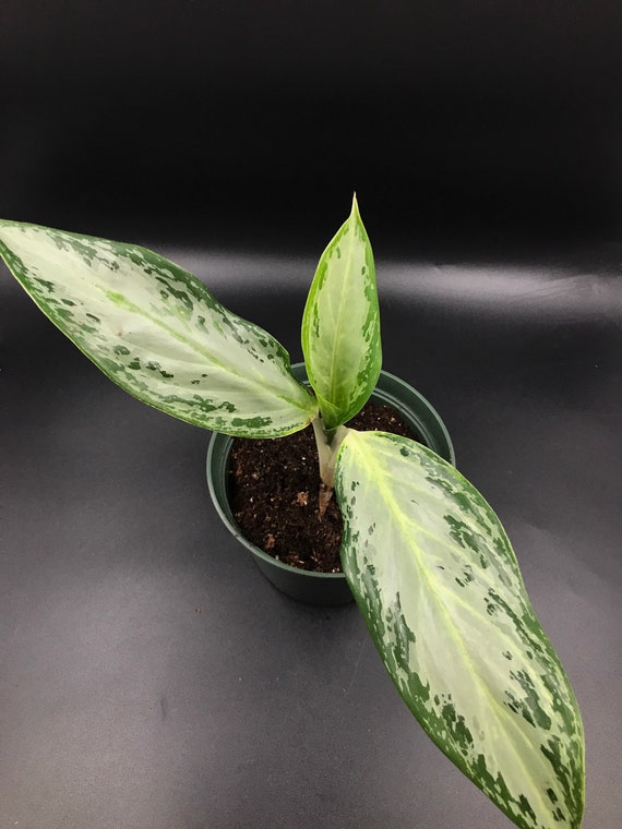 Aglaonema Emerald Bay