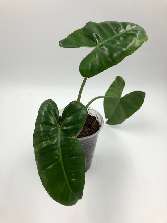 Philodendron Burle Marx