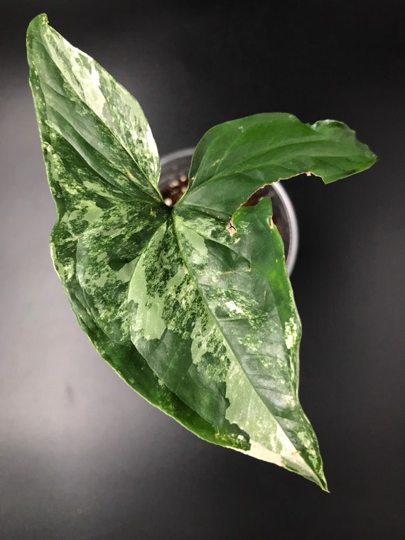 Syngonium Podophyllum ‘Albo Variegatum’