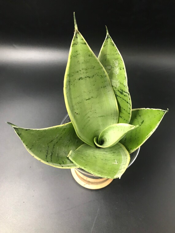 Sansevieria Night Owl