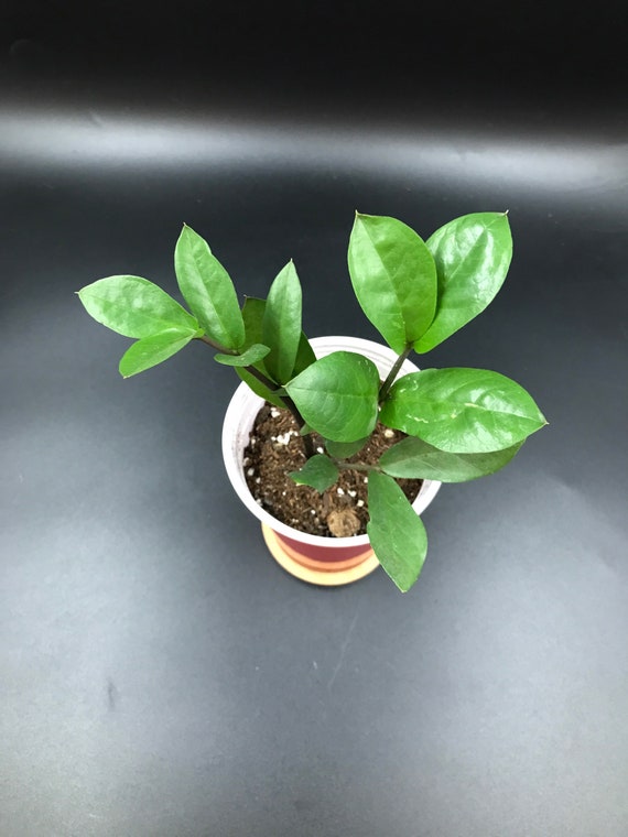 Zamioculcas Zamiifolia