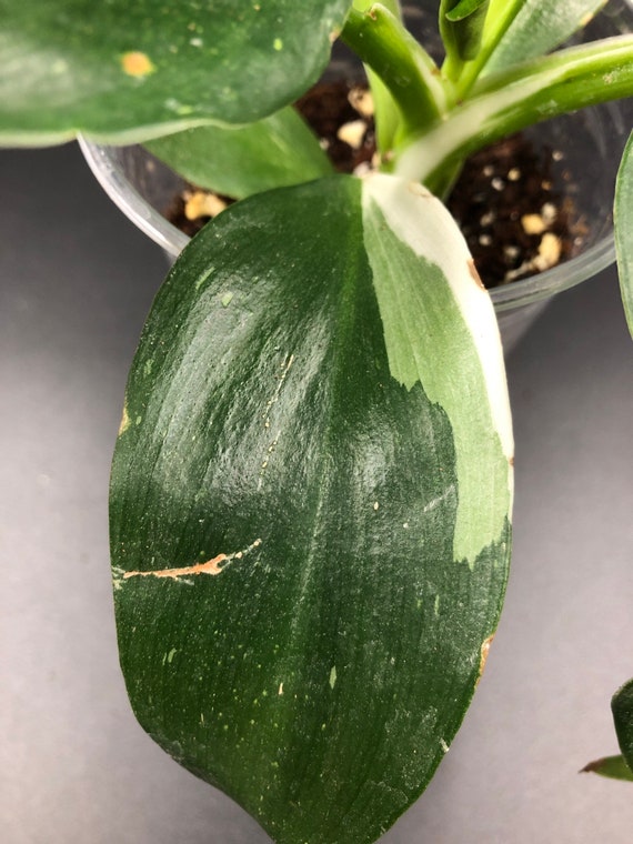 RARE PLANT: Philodendron White Wizard