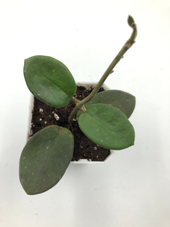 Hoya Diversifolia