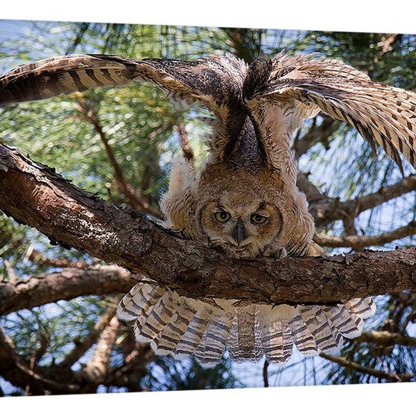 Great Horned Owl Canvas Wrap - David Lawrence Photography