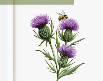 Blue Thistle Vector Art, Icons, And Graphics For Free Download - View #7