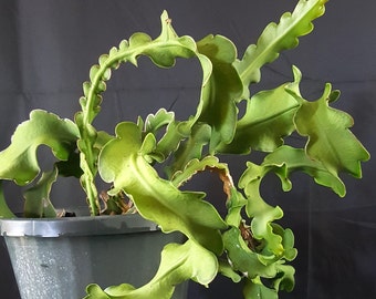 Epiphyllum guatemalensis monstrose, curly orchid cactus, night blooming cereus, epiphyte succulent cactus plant, rare plant