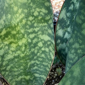 Sansevieria masoniana 6"/1 gallon, Whale Tail, large snake plant, large Sanseviera , mother in Law Tongue