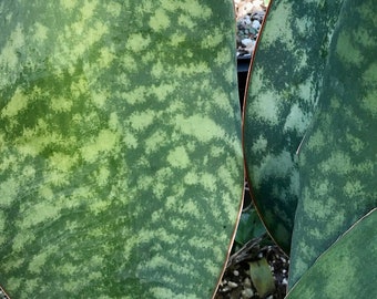 Sansevieria masoniana 6"/1 gallon, Whale Tail, large snake plant, large Sanseviera , mother in Law Tongue