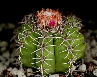 Melocactus mantanzanus, MATURE plants, Turk's Cap Cactus, Cacti cephalium, 1 gallon pot size