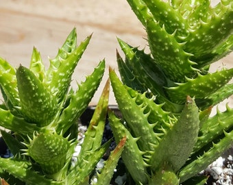 Aloe juvenna 4”