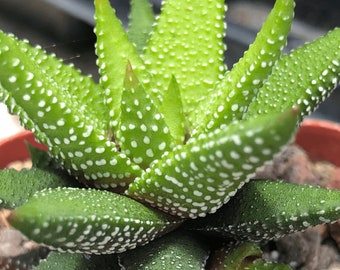 Haworthia attenutata cv 'Enon' Dwarf Haworthia Cultivar