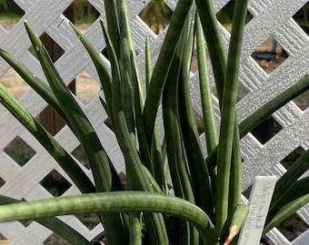 Sansevieria cylindrica 6"/1 gallon, snake plant, rare succulent plant, air cleaning house plant, 6" pot size
