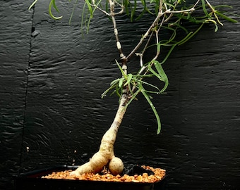 Euphorbia hedyotoides 4", Madagascar caudex rare succulent plant, cactus, bonsai, exotic plant